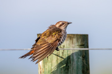 Horsfield's Bronze Cuckoo in Australia