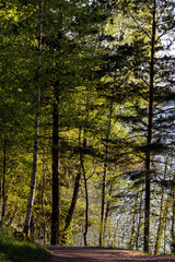 Forest at the lake in evening light, Seurasaari, Helsinki, Finland
