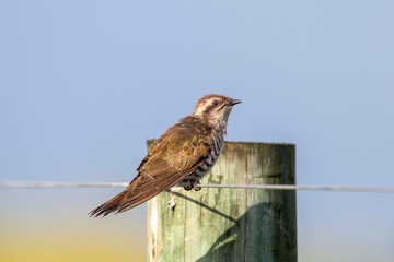 Horsfield's Bronze Cuckoo in Australia