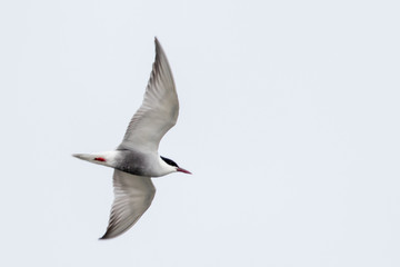 Whiskered Tern in Australia