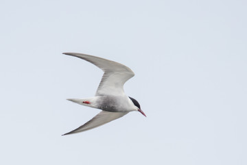 Whiskered Tern in Australia