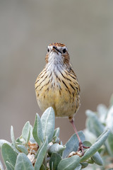 Striated Fieldwren in Australia