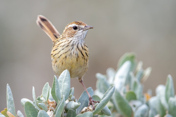 Striated Fieldwren in Australia