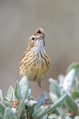 Striated Fieldwren in Australia