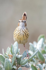 Striated Fieldwren in Australia