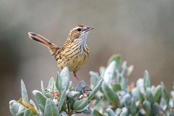 Striated Fieldwren in Australia