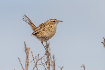 Striated Fieldwren in Australia