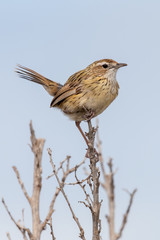 Striated Fieldwren in Australia