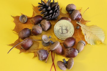 Crypto autumn bitcoin acorns leaves located on a yellow background