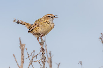 Striated Fieldwren in Australia