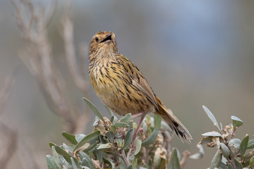 Striated Fieldwren in Australia