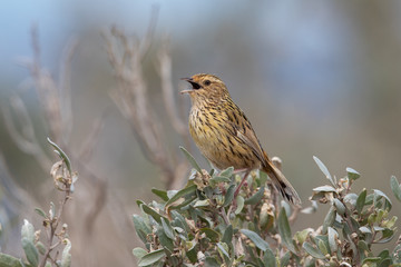 Striated Fieldwren in Australia