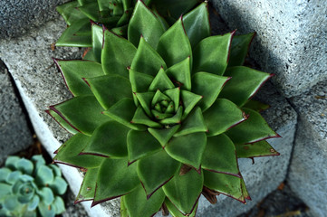 close up of green succulent plant