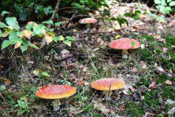 Pilze