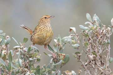 Striated Fieldwren in Australia