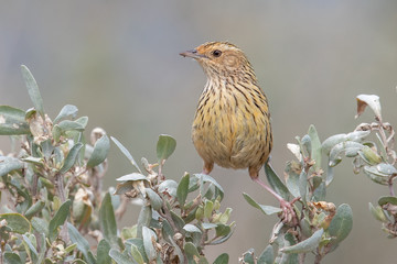 Striated Fieldwren in Australia