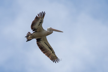 Fototapeta na wymiar Australian White Pelican