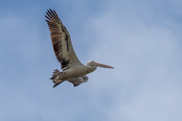 Australian White Pelican
