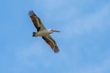 Australian White Pelican