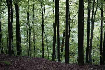 Blick in den Wald