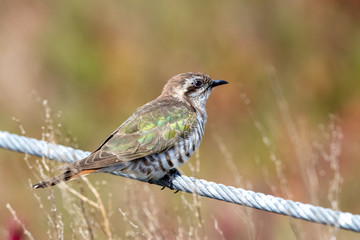 Horsfield's Bronze Cuckoo in Australia