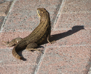 lizard on paver floor