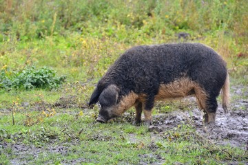 woolly pig in the mud