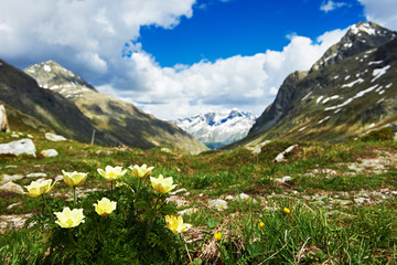 Fototapeta na wymiar Vernal flowers on highland meadow. mountains landscape in spring.