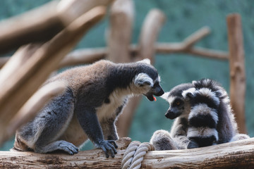 Ring-tailed lemurs demonstrating dominance in a zoo