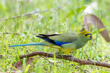 Blue-winged Parrot in Australia