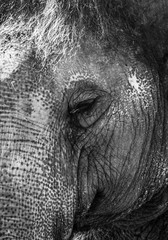 Elephant in black and white