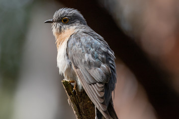 Fan-tailed Cuckoo in Australia