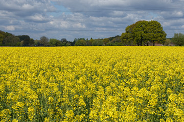 Rapsfeld