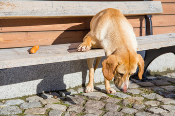 Bulgaria, ski resort Borovets. Dog with sausage on the bench