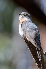 Fan-tailed Cuckoo in Australia