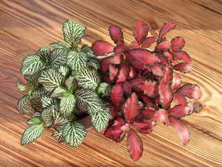 Houseplant fittonia with red and green leaves.