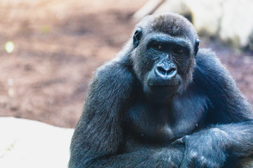 Close-up of Gorilla in a zoo