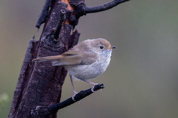 Buff-rumped Thornbill in Australia