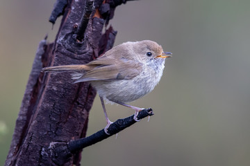 Buff-rumped Thornbill in Australia