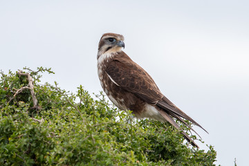 Brown Falcon in Australia