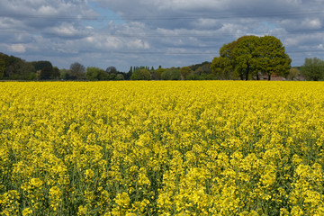 Rapsfeld