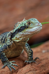 Fototapeta premium A lizard sitting on red rocks