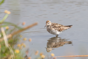 Sharp-tailed Sandpiper in Australia