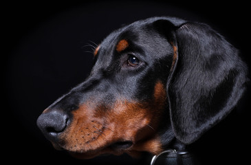 Puppy Dobermann side portrait, with a gentle stare against a black background.The photographers reflection in his eye