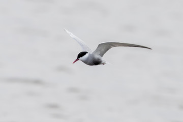Whiskered Tern in Australia