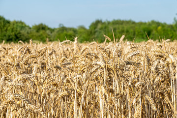 Golden heads of cereal corn