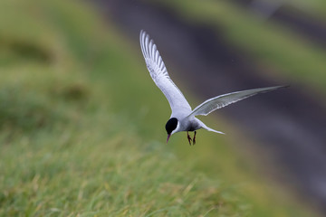 Whiskered Tern in Australia