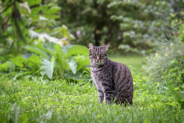 Naklejka na ściany i meble tabby cat sits in the grass in a garden and looks straight into the camera, green background with copy space, selected focus