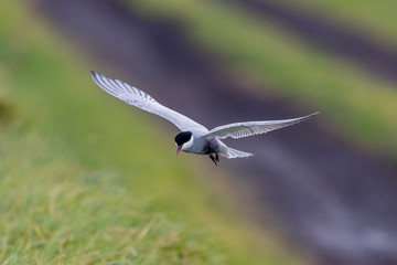 Whiskered Tern in Australia