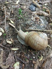 snail on a green leaf